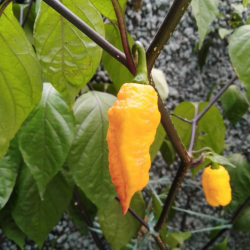 Bhut Jolokia Amarela