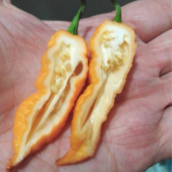 Bhut Jolokia Yellow 10 seeds