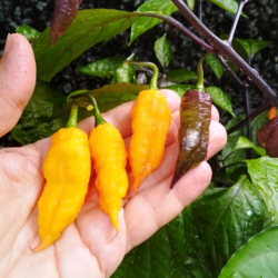 Yellow Bhut Jolokia Seeds - 10 Seeds | Golden Ghost Pepper