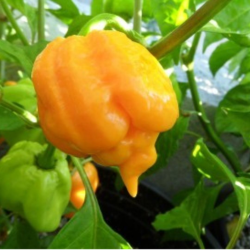 Yellow Trinidad Moruga Scorpion 10 seeds