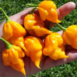 Moruga Scorpion Amarela 10 sementes