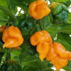 Moruga Scorpion Amarela 10 sementes
