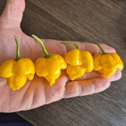 Yellow Trinidad Moruga Scorpion 10 seeds