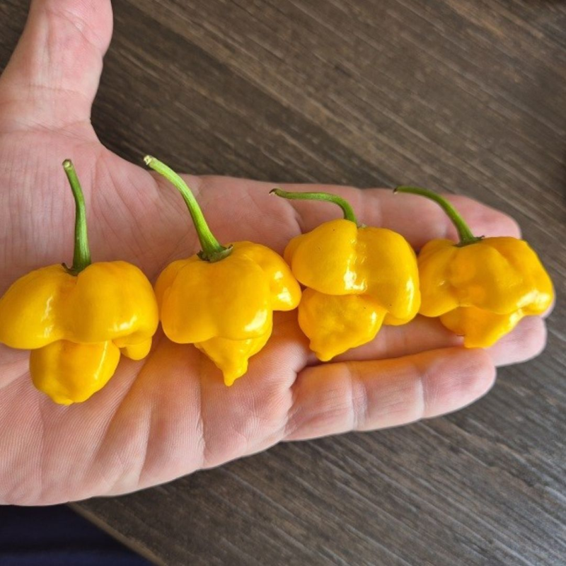 Moruga Scorpion Amarela 10 sementes