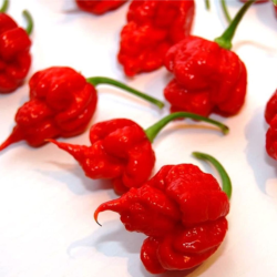 7 Pot Primo 10 seeds
