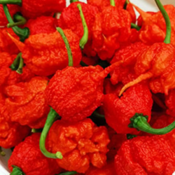 7 Pot Primo 10 sementes