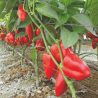 Pimento Piquillo 10 sementes