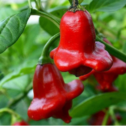 Cambuci Pepper Seeds - 10 Seeds | Bishop’s Hat (10k SHU)