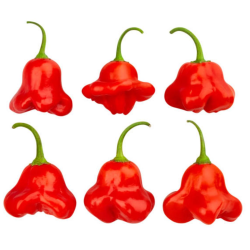 Cambuci (Bishop Crown) 10 seeds