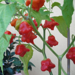 Cambuci (Bishop Crown) 10 seeds