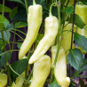 Heirloom Banana Pepper Seeds - 10 Seeds | Hot Banana (10k SHU)