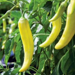 Heirloom Banana Pepper Seeds - 10 Seeds | Hot Banana (10k SHU)