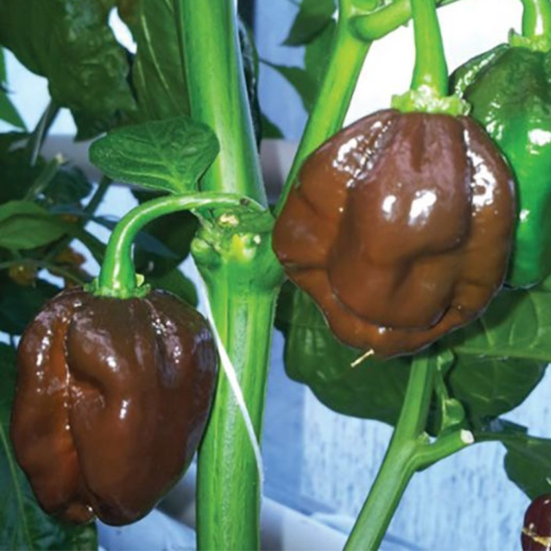 Habanero Chocolate 10 sementes
