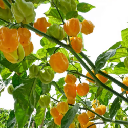 Yellow Habanero Seeds - 10 Seeds | 350,000 SHU Classic Heat
