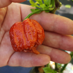 Carolina Reaper Caramel Seeds - 10 Seeds | 2 Million SHU