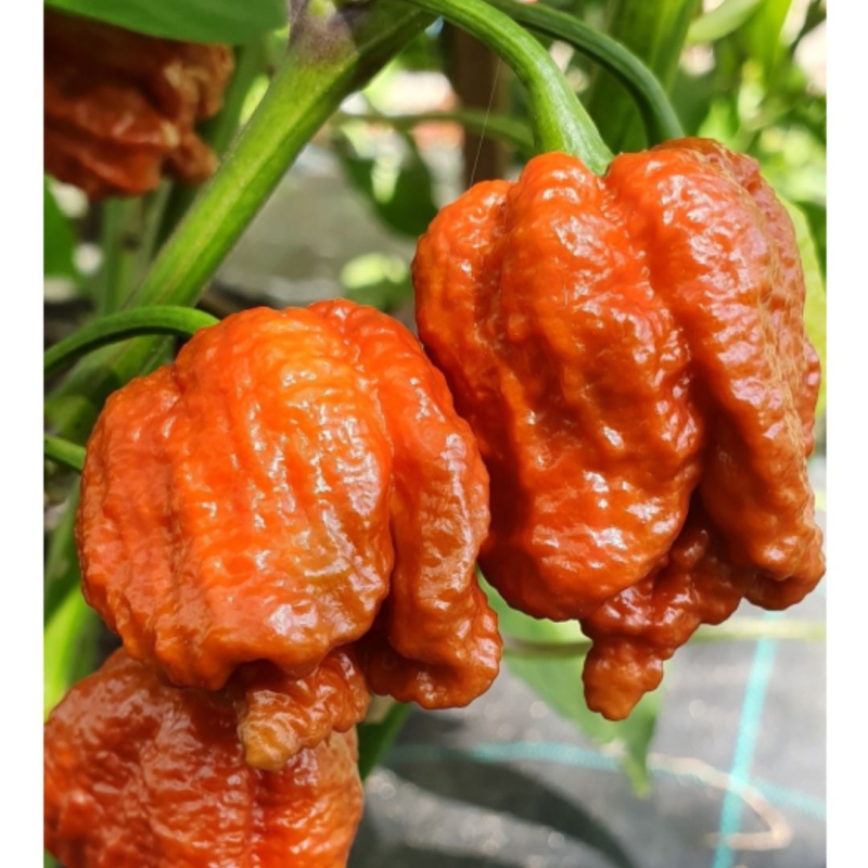 Carolina Reaper Caramelo 10 sementes