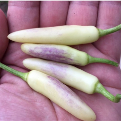 KS White Thai 10 seeds