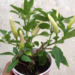 KS White Thai 10 seeds
