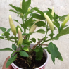 KS White Thai BRANCA 10 sementes