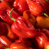 Habanero Vermelho 10 sementes