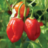 Habanero Vermelho 10 sementes