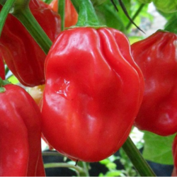 Habanero Red 10 seeds