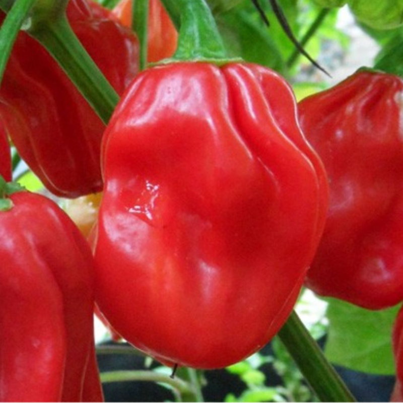 Habanero Vermelho 10 sementes