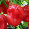 Habanero Vermelho 10 sementes