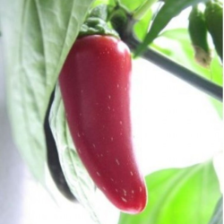 Jalapeno 10 sementes