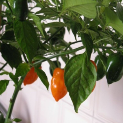 Habanero Laranja 10 sementes