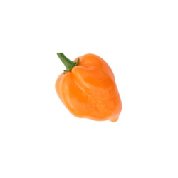 Habanero Laranja 10 sementes
