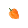 Orange Habanero Seeds - 10 Seeds | Tropical & Aromatic