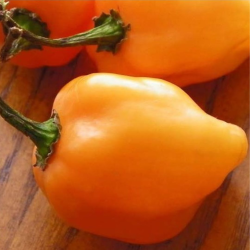 Habanero Laranja 10 sementes