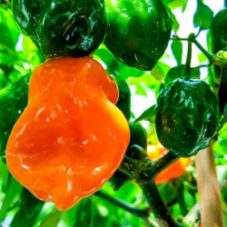 Habanero Laranja 10 sementes
