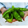 Big Jim Giant Pepper Seeds - 10 Seeds | World's Largest Chili