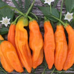 Ají Amarillo Seeds - 10 Seeds | The Star of Peru