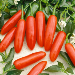 Serrano 10 sementes
