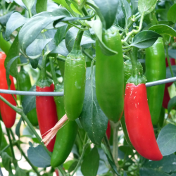 Serrano 10 seeds