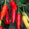 Tabasco 10 seeds