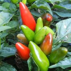 Tabasco 10 sementes