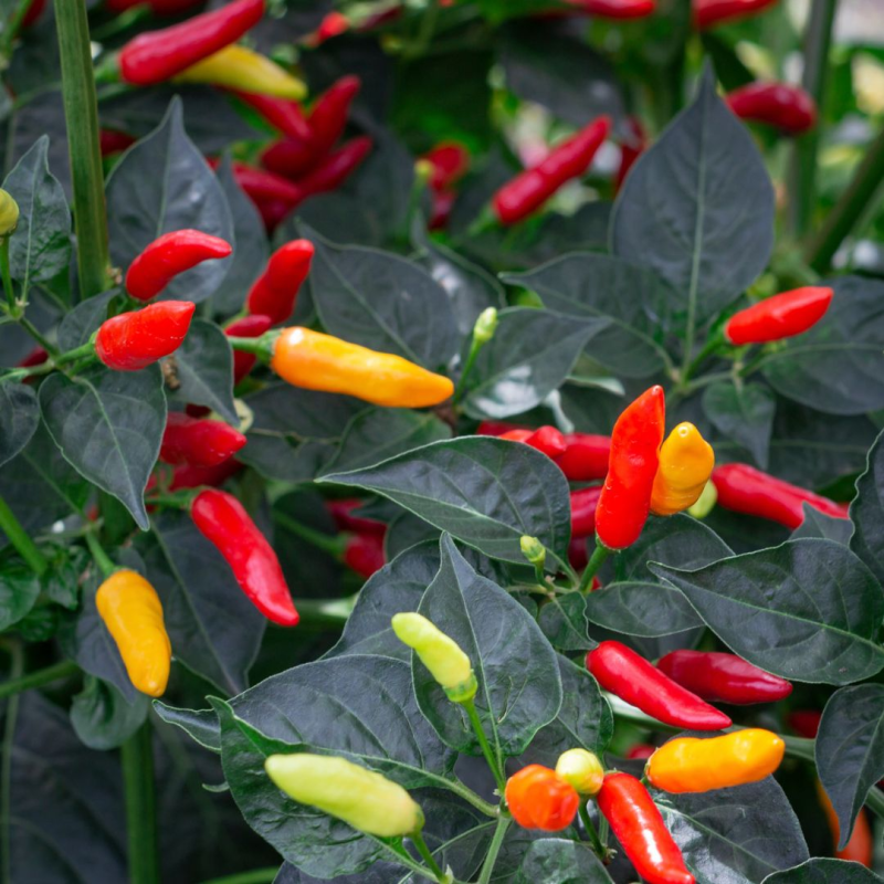 Tabasco 10 sementes