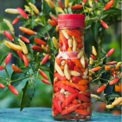 Tabasco 10 sementes