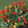 Tabasco 10 sementes