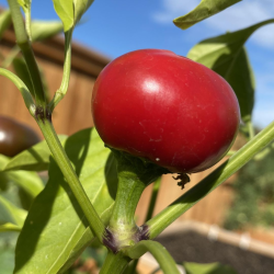 Cherry Hot Pepper Seeds - 10 Seeds | Perfect for Pickling