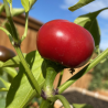 Cherry Hot Pepper Seeds - 10 Seeds | Perfect for Pickling