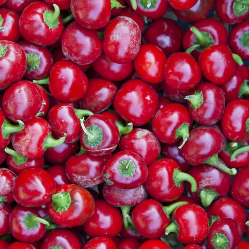Satan's Kiss 10 seeds