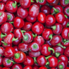Satan's Kiss 10 seeds