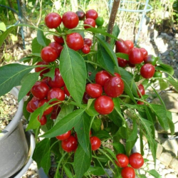 🍒 Cherry Hot – Sabor doce com toque picante
