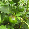 Satan's Kiss 10 seeds