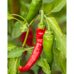 Diablo Grande Pepper Seeds - 10 Seeds | Italian Heat